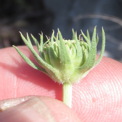 Gaillardia coahuilensis