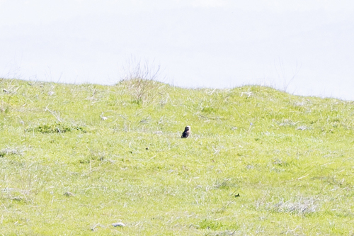 iNaturalist observation photo of Burrowing Owl