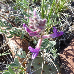 Astragalus shortianus