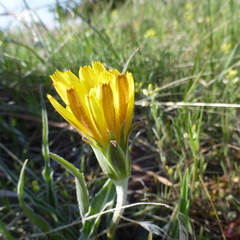 Nothocalais cuspidata