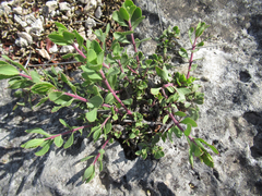 Penstemon baccharifolius
