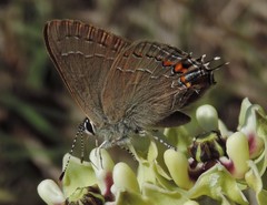 Satyrium favonius
