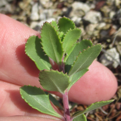 Penstemon baccharifolius