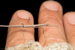 Parabacillus hesperus