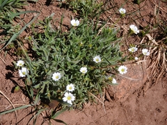 Cerastium strictum