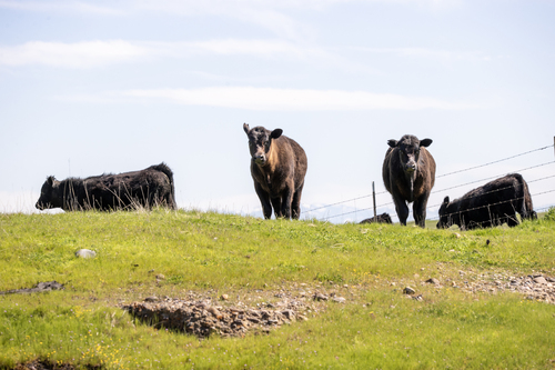 iNaturalist observation photo of Domestic Cattle