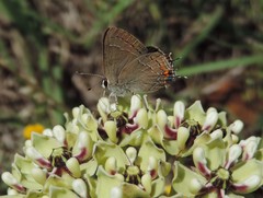 Satyrium favonius