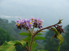 Solanum rudepannum
