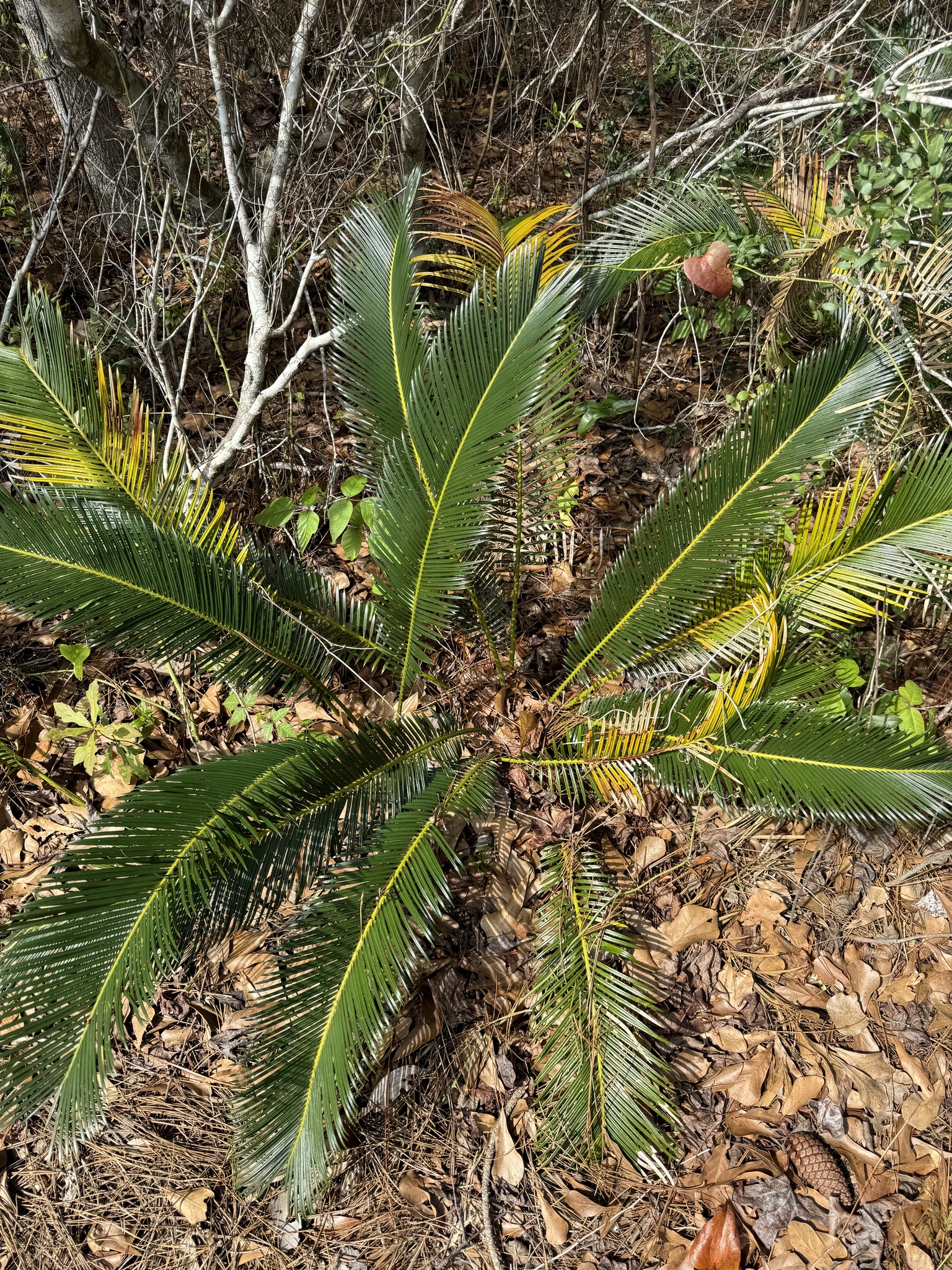 Imagem de Sagu-de-jardim