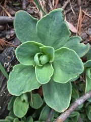 Hylotelephium telephioides