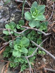 Hylotelephium telephioides