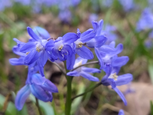 Scilla sardensis