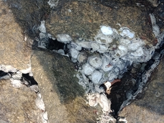 Saccostrea cuccullata