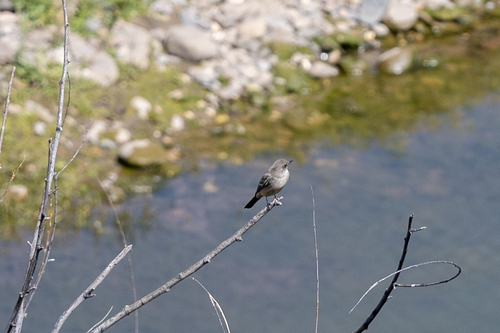 iNaturalist observation photo of Say's Phoebe