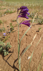 Gladiolus atroviolaceus