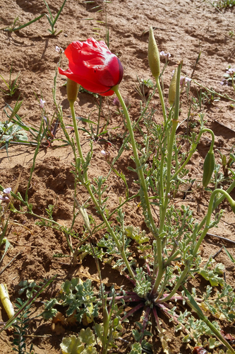 Glaucium grandiflorum, photograph 2