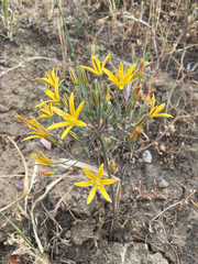 Bloomeria crocea