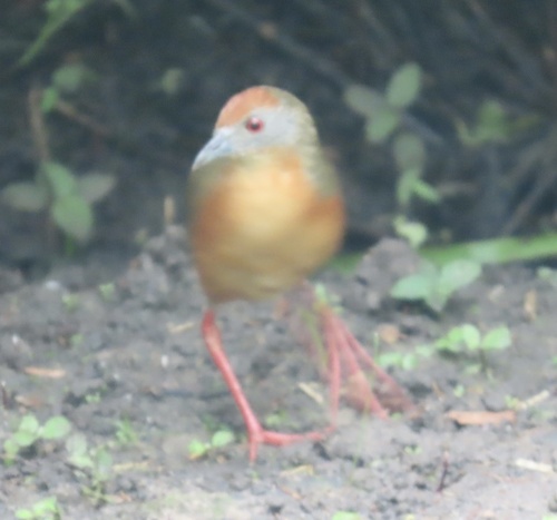 Russet-crowned Crake (Rufirallus viridis), photo 5