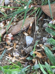 Catochrysops panormus