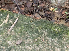 Oecophylla smaragdina