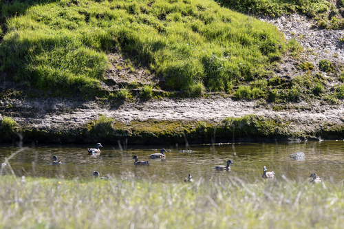 iNaturalist observation photo of American Wigeon