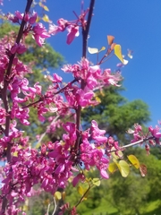 Cercis occidentalis