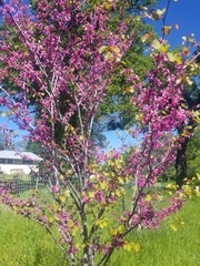 Cercis occidentalis