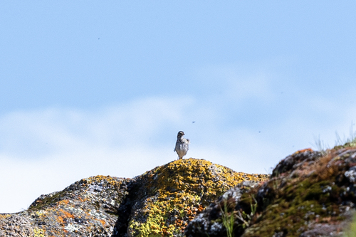iNaturalist observation photo of Savannah Sparrow