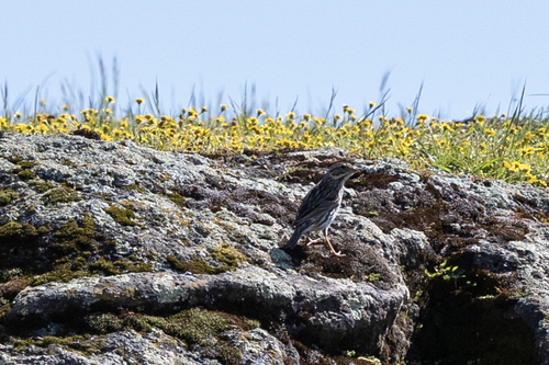 iNaturalist observation photo of Savannah Sparrow