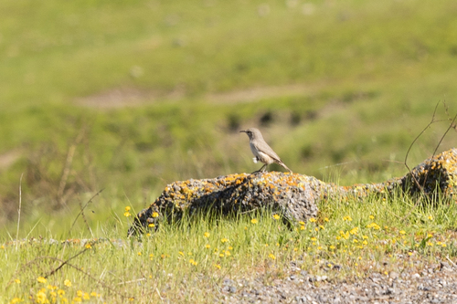 iNaturalist observation photo of Rock Wren