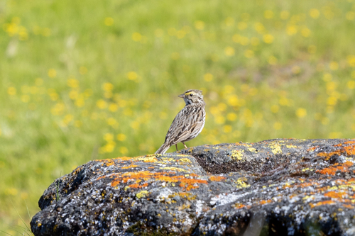 iNaturalist observation photo of Savannah Sparrow