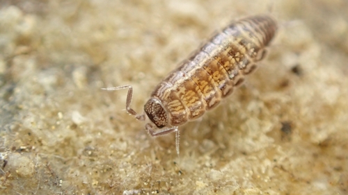 Ctenoscia minima