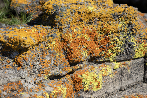 iNaturalist observation photo of Common Lichens
