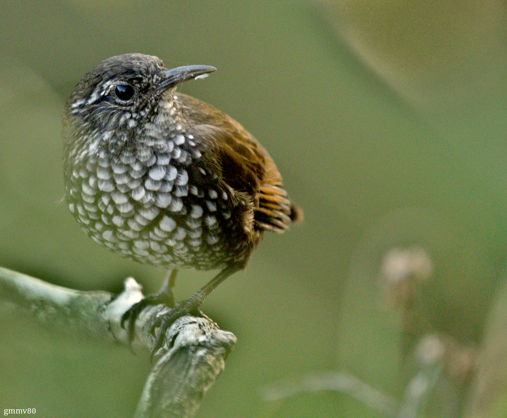 Sharp-tailed Streamcreeper (Lochmias nematura) photo