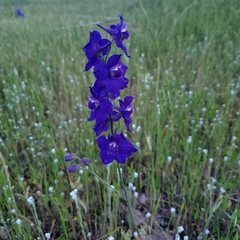 Delphinium variegatum