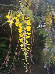 Laburnum anagyroides