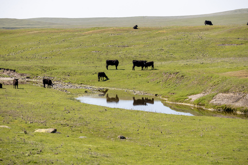 iNaturalist observation photo of Domestic Cattle