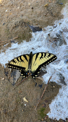 Eastern Tiger Swallowtail