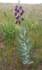 Fritillaria persica