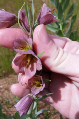 Fritillaria persica