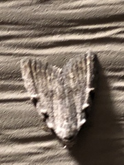 Nola triquetrana