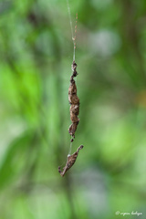 Arachnura