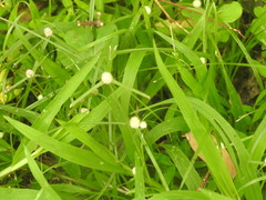 Cyperus mindorensis