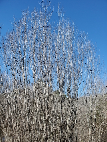 Seaside alder (Alnus maritima)