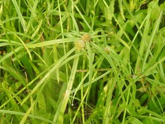 Cyperus aromaticus