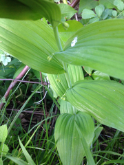 Polygonatum biflorum commutatum