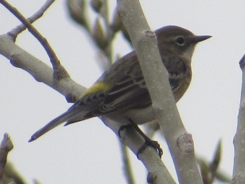 Yellow-rumped Warbler photographed in Oklahoma