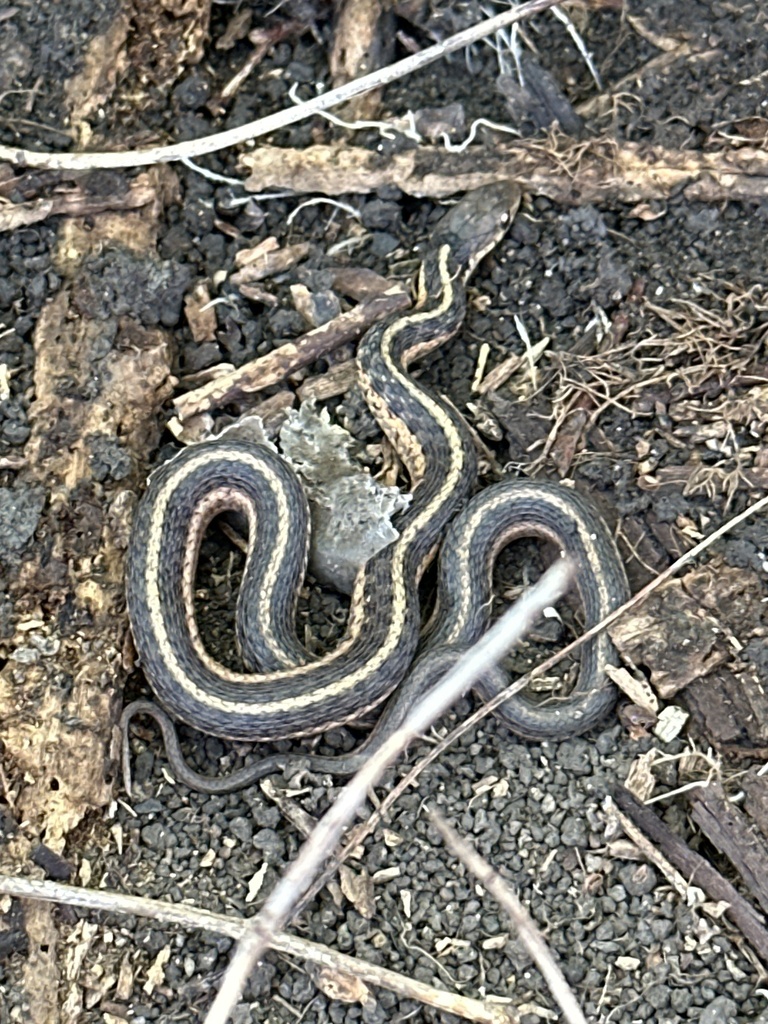 Eastern Garter Snake from S A St, Hamilton, OH, US on March 16, 2024 at ...