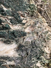 Oecophylla smaragdina