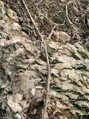 Oecophylla smaragdina